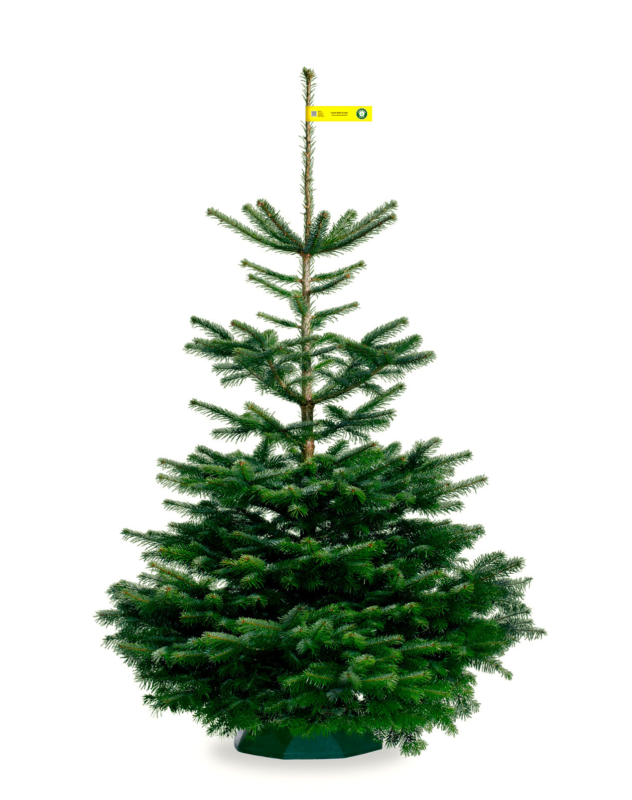 Nordmann_Selected_Classic_Yellow_150-175