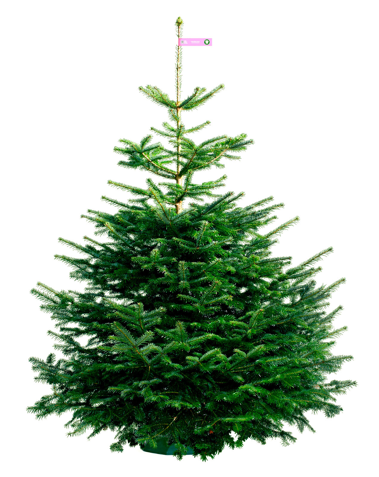 Nordmann_Selected_Excellent_Pink_200-250