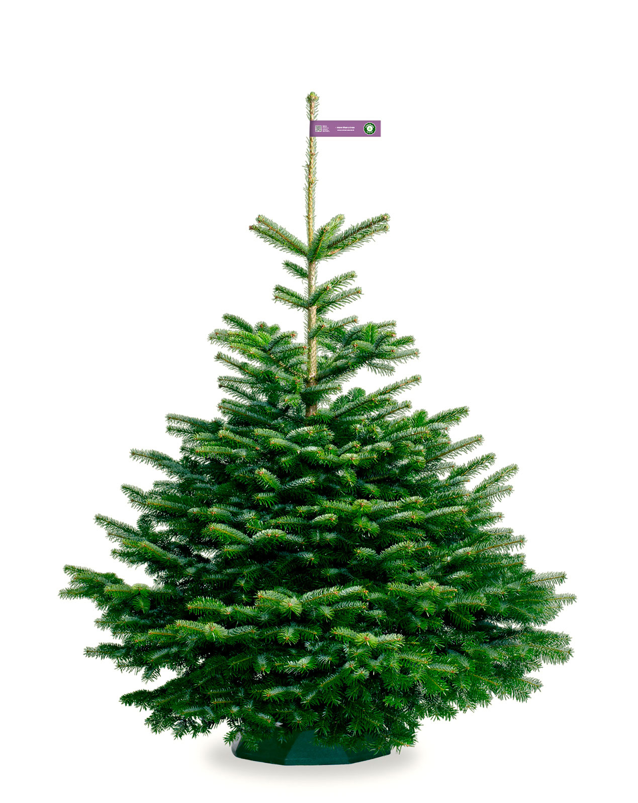 Nordmann_Selected_Excellent_Purple_125-150